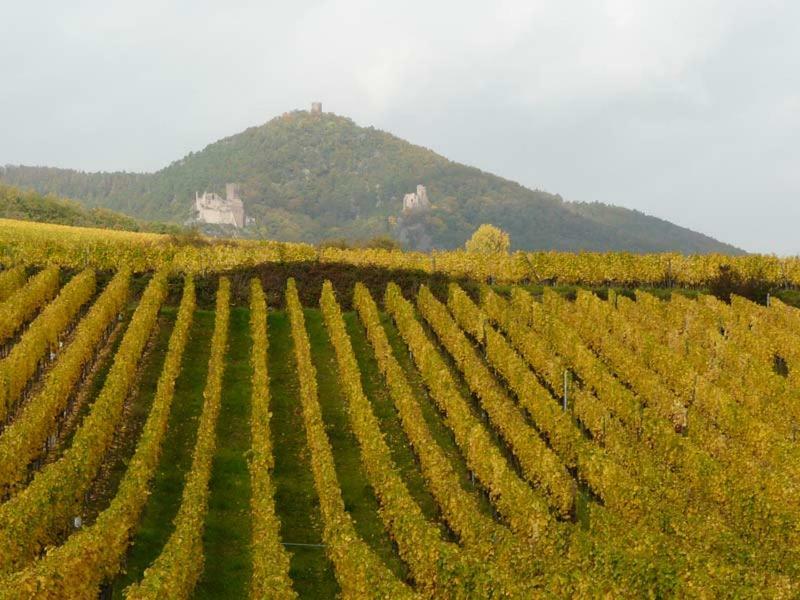 Apartment Chez Fretz Ribeauville (Haut-Rhin)